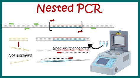nested pcr images